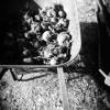 Wheelbarrow Full of Rotten