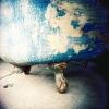 Blue Footed Bathtub, Peeling Paint