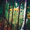 Tiger Lilies and Bicycle Rack